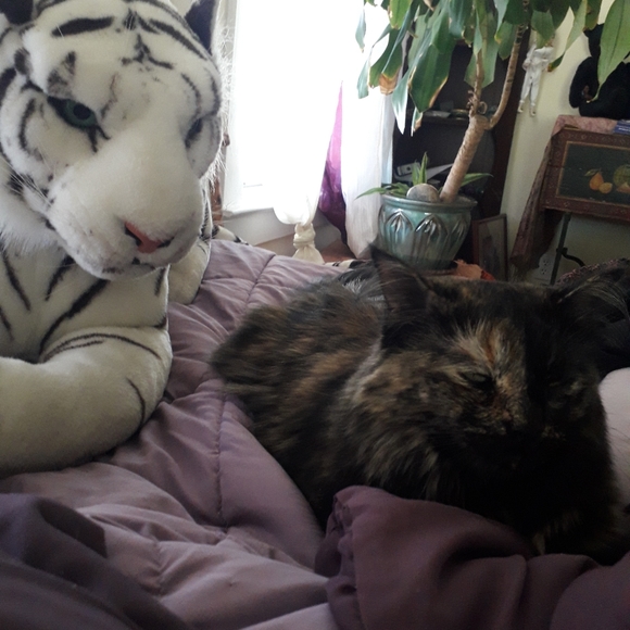 Meet your Posher, Brenda - Picture 3 of 13